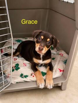 Grace - CS -  Chihuahua Dog for Adoption in Columbia, Maryland - Grace - CS | PetCurious