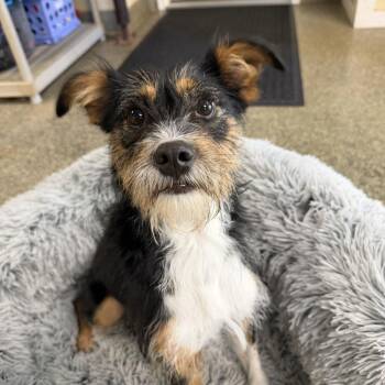 Chispa -  Terrier and Mixed Breed Dog for Adoption in Falls Church, Virginia - Chispa | PetCurious