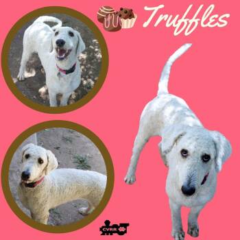Truffles (Ritzy) -  Standard Poodle Dog Available for Adoption in Lindsay, California - Truffles (Ritzy) | PetCurious