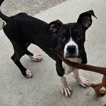 Velma -  Boxer Dog for Adoption in Independence, Kansas - Velma | PetCurious