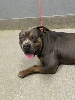 Rescue Mastiff Dogs for Adoption in Las Vegas, Nevada - DAVINCI | PetCurious