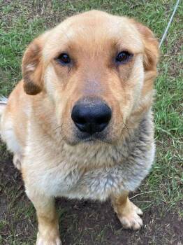 Lenny -  Shepherd and Mixed Breed Dog for Adoption in Calgary, Alberta - Lenny | PetCurious