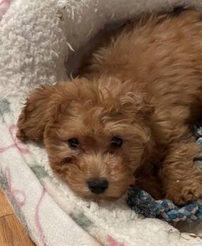 Bichon Frise and Poodle Dogs Available for Adoption - Twix | PetCurious