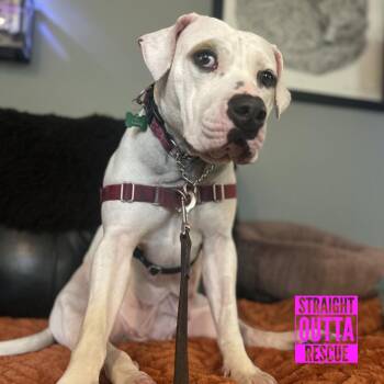 Cordelia -  Pit Bull Terrier Dog Available for Adoption in Vancouver, British Columbia - Cordelia | PetCurious