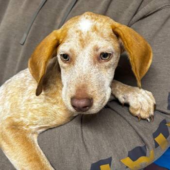 Clementine -  Hound and Mixed Breed Dog for Adoption in Pawling, New York - Clementine | PetCurious