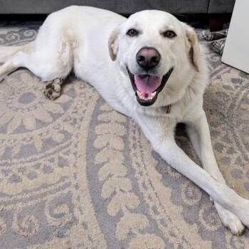 Rescue Great Pyrenees and Labrador Retriever Dogs for Adoption in Wharton, Texas - Ozzy - I