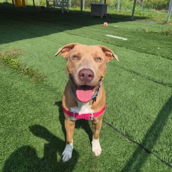 Frazier -  Mixed Breed Dog for Adoption in Moundsville, West Virginia - Frazier | PetCurious