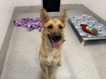 LAYLA -  German Shepherd Dog Dog for Adoption in Loveland, Colorado - LAYLA | PetCurious