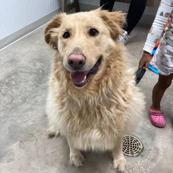 Mixed Breed Dogs Available for Adoption - Oso | PetCurious