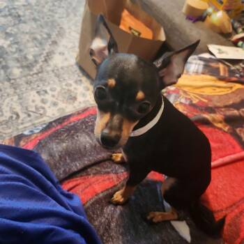 March -  Chihuahua and Miniature Pinscher Dog for Adoption in Shermans Dale, Pennsylvania - March | PetCurious