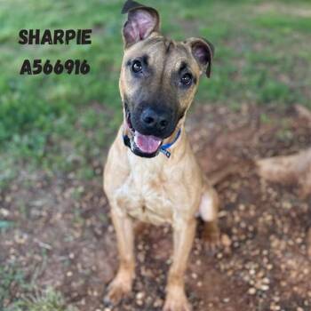 Pit Bull Terrier Dogs Available for Adoption - SHARPIE | PetCurious