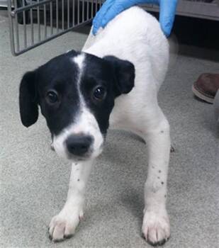 A480653 -  Staffordshire Bull Terrier and Mixed Breed Dog for Adoption in Oklahoma City, Oklahoma - A480653 | PetCurious