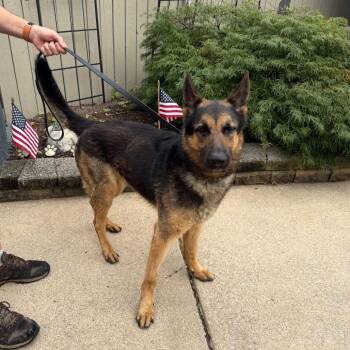 Bluu -  German Shepherd Dog Dog for Adoption in Chester Springs, Pennsylvania - Bluu | PetCurious