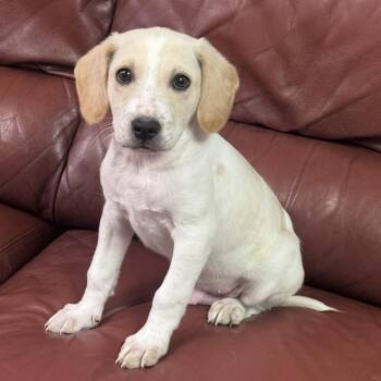 Tony -  Labradoodle and Labrador Retriever Dog for Adoption in Atlanta, Texas - Tony | PetCurious