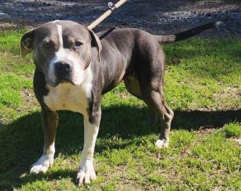 Pit Bull Terrier Dogs Available for Adoption - 260056 Betty White | PetCurious