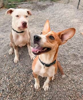 Benny -  Cattle Dog Dog for Adoption in Durango, Colorado - Benny | PetCurious