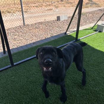 German Wirehaired Pointer and Schnauzer Dogs Available for Adoption in Washington, Utah - Fritz | PetCurious