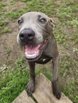 Radish -  Pit Bull Terrier Dog for Adoption in Cheektowaga, New York - Radish | PetCurious
