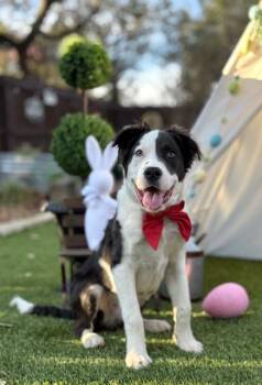 Border Collie Dogs Available for Adoption - Bo | PetCurious