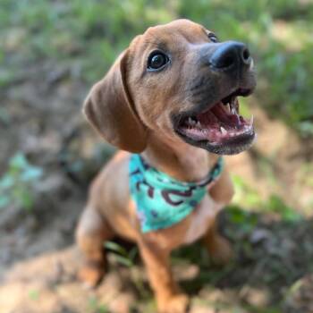 Indy -  Hound Dog for Adoption in Livingston, Texas - Indy | PetCurious