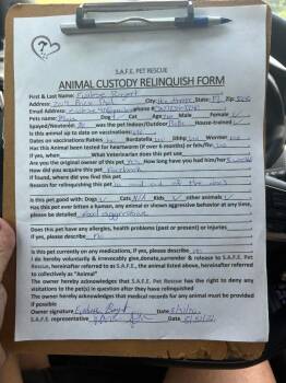 Mya -  Shepherd and Anatolian Shepherd Dog for Adoption in St. Augustine, Florida - Mya | PetCurious