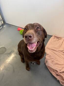 Rescue Labrador Retriever Dogs for Adoption in Winnipeg, Manitoba - Aero | PetCurious