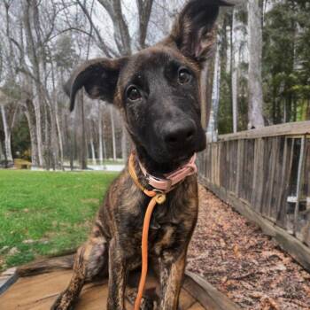 Dutch Shepherd and Belgian Shepherd Malinois Dogs Available for Adoption in Las Vegas, Nevada - Missy / Roxy | PetCurious