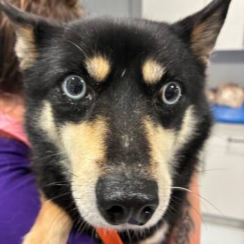 Velvet -  Klee Kai Dog for Adoption in Northbrook, Illinois - Velvet | PetCurious