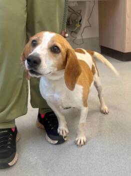 Blink 182 -  Beagle and Mixed Breed Dog for Adoption in Chillicothe, Ohio - Blink 182 | PetCurious