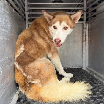 Fig -  Husky Dog for Adoption in Edinburg, Texas - Fig | PetCurious