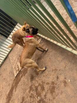 Harriet -  Mixed Breed Dog for Adoption in Hobbs, New Mexico - Harriet | PetCurious