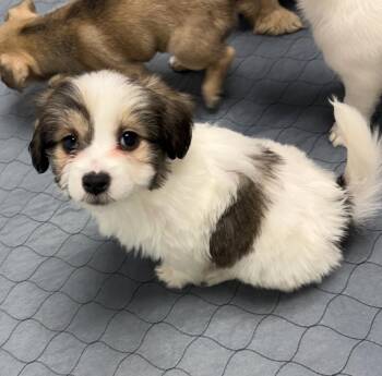 Corgi and Terrier Dogs Available for Adoption in Gilberts, Illinois - Iris | PetCurious