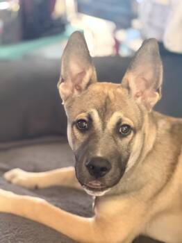 Mateo -  Shepherd Dog for Adoption in Pittsburgh, Pennsylvania - Mateo | PetCurious