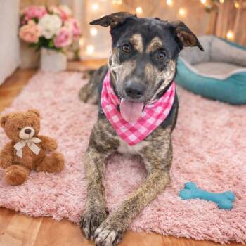Shepherd and Labrador Retriever Dogs Available for Adoption - Sasha The Shepherd | PetCurious