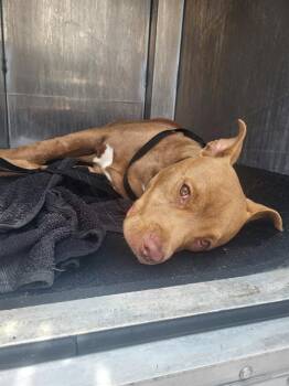 American Staffordshire Terrier Dogs Available for Adoption in San Antonio, Texas - MR. ROGERS | PetCurious