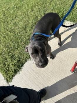 Rescue Pit Bull Terrier and Mixed Breed Dogs for Adoption in Fort Worth, Texas - 59446760 | PetCurious