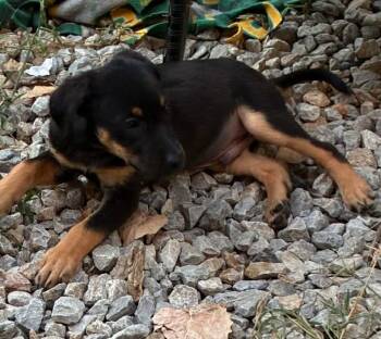 Shadow -  Mixed Breed Dog for Adoption in Joshua, Texas - Shadow | PetCurious