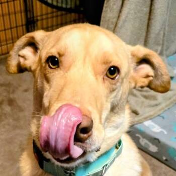 Labrador Retriever Dogs Available for Adoption in Niagara Falls, Ontario - Honey Ham (20260408-04) | PetCurious