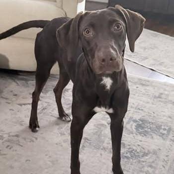 German Shorthaired Pointer Dogs Available for Adoption in Irmo, South Carolina - Darby | PetCurious
