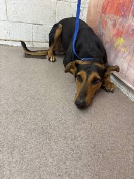 QUEEN LA -  Doberman Pinscher and Mixed Breed Dog for Adoption in San Bernardino, California - QUEEN LA | PetCurious