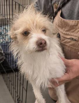 SNUGGLES -  Terrier Dog for Adoption in Elizabethton, Tennessee - SNUGGLES | PetCurious