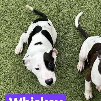 Rescue Hound Dogs for Adoption in Fort Worth, Texas - Samara | PetCurious