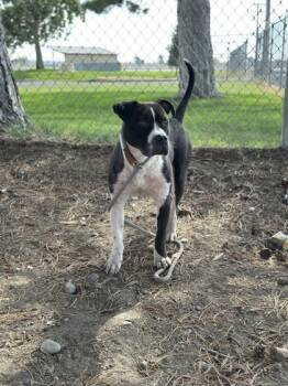 Rescue Pit Bull Terrier and Mixed Breed Dogs for Adoption in Moses Lake, Washington - Stink Bug | PetCurious