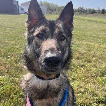 Mina -  German Shepherd Dog and Mixed Breed Dog for Adoption in Matteson, Illinois - Mina | PetCurious