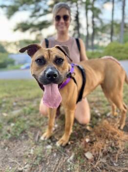 Rescue Mixed Breed Dogs for Adoption in Atlanta, Georgia - Georgia Peach | PetCurious