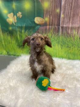 Chihuahua and Terrier Dogs Available for Adoption - Valentina | PetCurious