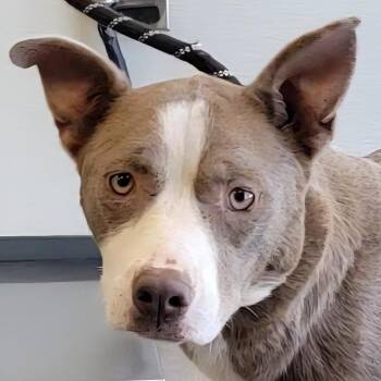 108864 -  Mixed Breed Dog for Adoption in Las Cruces, New Mexico - 108864 | PetCurious