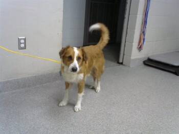 A186230 -  Labrador Retriever and Mixed Breed Dog for Adoption in Pasadena, Texas - A186230 | PetCurious