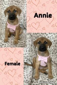 Annie 1 -  Redbone Coonhound Dog for Adoption in Manchester, Connecticut - Annie 1 | PetCurious