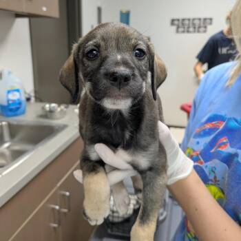 Panini -  German Shepherd Dog and Beagle Dog for Adoption in Hattiesburg, Mississippi - Panini | PetCurious